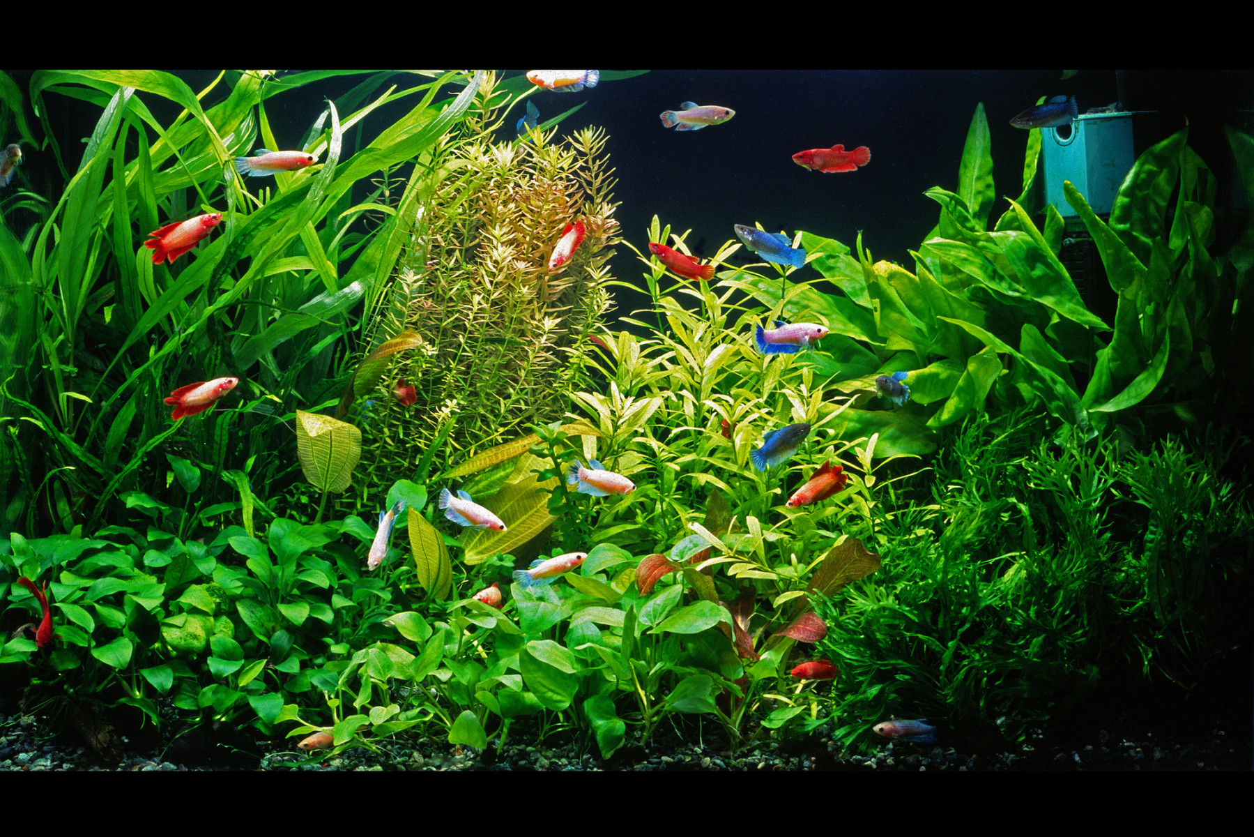 画像：サンプル